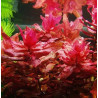 Rotala macrandra – Plante rouge spectaculaire pour aquarium