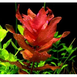 Rotala macrandra – Plante rouge spectaculaire pour aquarium
