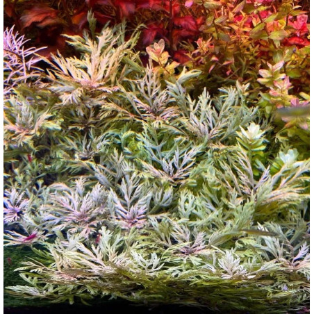 Hyptis laciniata – Plante aux feuilles découpées pour aquarium