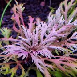 Hyptis laciniata – Plante aux feuilles découpées pour aquarium