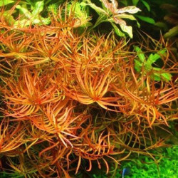 Ludwigia arcuata – Plante rouge orangée à feuilles fines pour aquarium