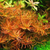 Ludwigia arcuata – Plante rouge orangée à feuilles fines pour aquarium