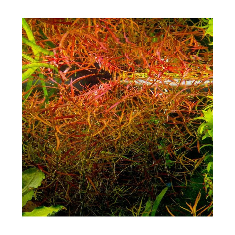 Ludwigia arcuata – Plante rouge orangée à feuilles fines pour aquarium