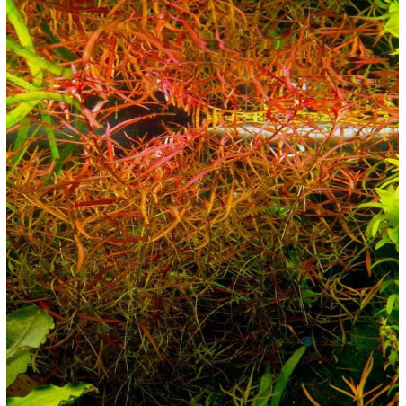 Ludwigia arcuata – Plante rouge orangée à feuilles fines pour aquarium