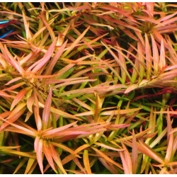 Ludwigia arcuata – Plante rouge orangée à feuilles fines pour aquarium