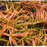 Ludwigia arcuata – Plante rouge orangée à feuilles fines pour aquarium