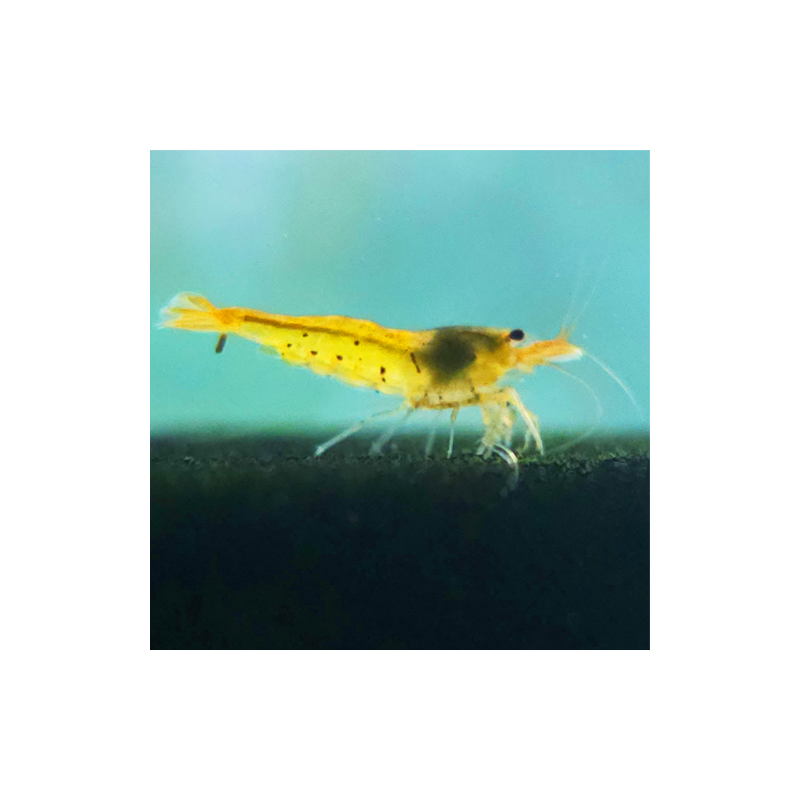 Tangerine Tiger – Caridina cantonensis Tigre orange | Flore-Aquatique