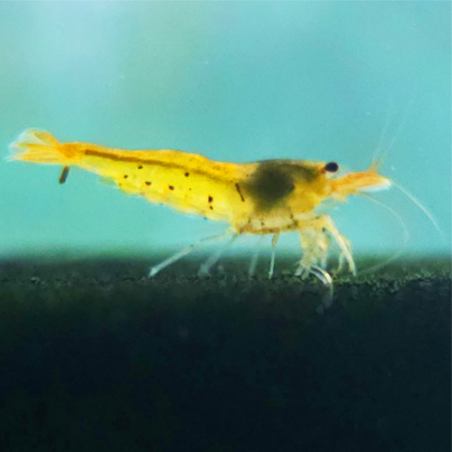 Tangerine Tiger – Caridina cantonensis Tigre orange | Flore-Aquatique