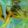 Tangerine Tiger – Caridina cantonensis Tigre orange | Flore-Aquatique
