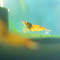 Tangerine Tiger – Caridina cantonensis Tigre orange | Flore-Aquatique