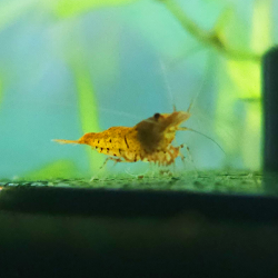 Tangerine Tiger – Caridina cantonensis Tigre orange | Flore-Aquatique