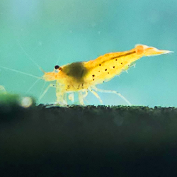 Tangerine Tiger – Caridina cantonensis Tigre orange | Flore-Aquatique