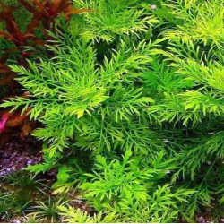 Hygrophyla difformis