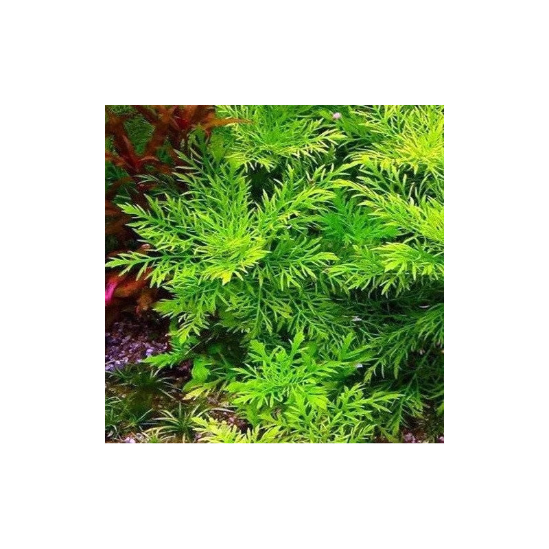 Hygrophyla difformis