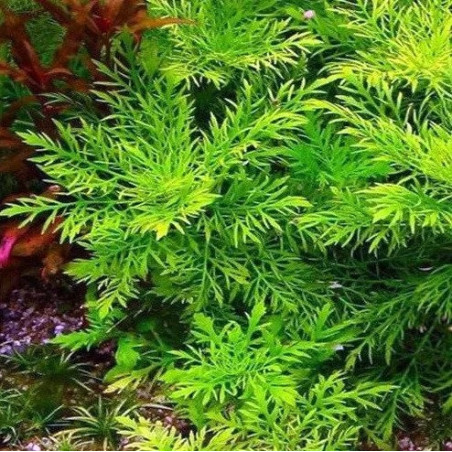 Hygrophyla difformis