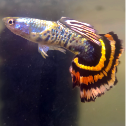 Poecilia reticulata mâle (Guppy) King Tiger Yellow 3 cm
