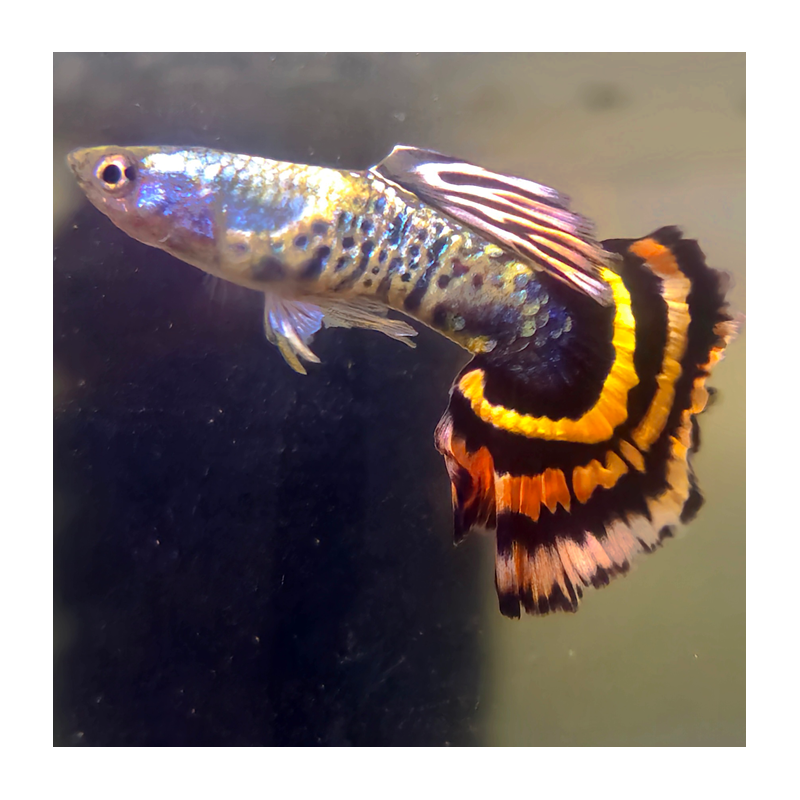 Poecilia reticulata mâle (Guppy) King Tiger Yellow 3 cm