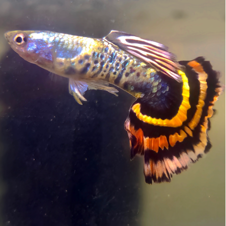 Poecilia reticulata femelle (Guppy) King Tiger Yellow 3 cm