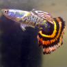Poecilia reticulata femelle (Guppy) King Tiger Yellow 3 cm