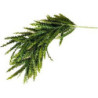 TERRA CHUTE FOUGERE 66cm SCALARE