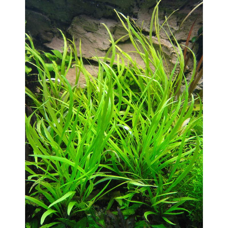 Hygrophila corymbosa Angustifolia – Plante à feuilles fines