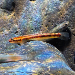 Stiphodon carisa – Gobie arc-en-ciel d’eau douce – Aquarium nature