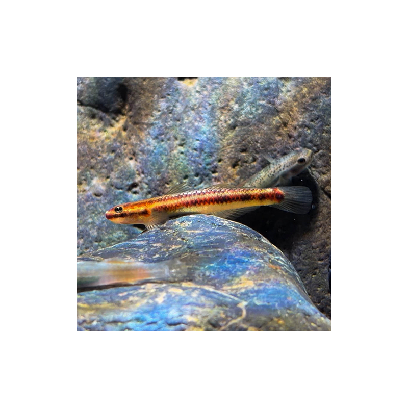 Stiphodon carisa – Gobie arc-en-ciel d’eau douce – Aquarium nature