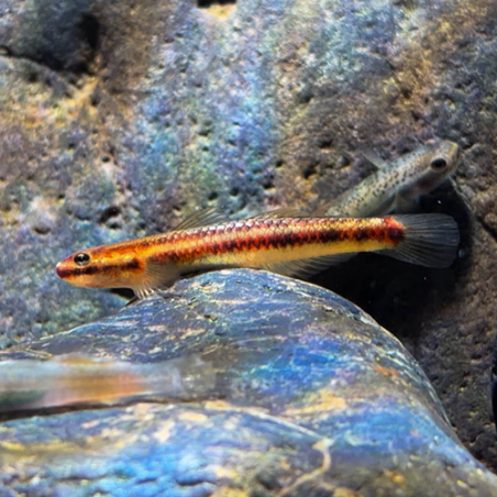 Stiphodon carisa – Gobie arc-en-ciel d’eau douce – Aquarium nature