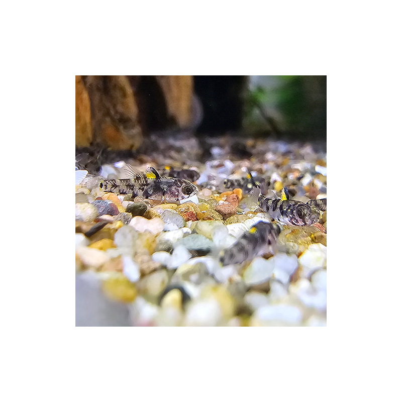 Pandaka rouxi – Gobie nain d’eau douce – Micro poisson