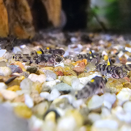 Pandaka rouxi – Gobie nain d’eau douce – Micro poisson