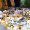 Pandaka rouxi – Gobie nain d’eau douce – Micro poisson