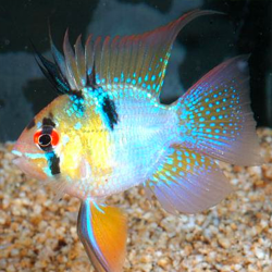 Ramirezi Mochi Longfin RARE – Cichlidé nain élégant