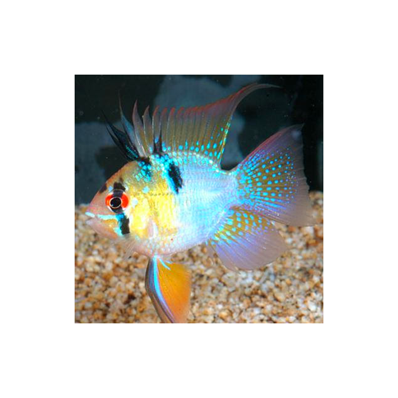 Ramirezi Mochi Longfin RARE – Cichlidé nain élégant