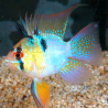 Ramirezi Mochi Longfin RARE – Cichlidé nain élégant