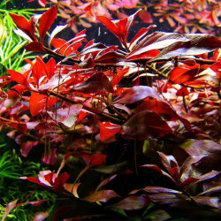 Ludwigia palustris – Plante rouge foncé pour aquarium