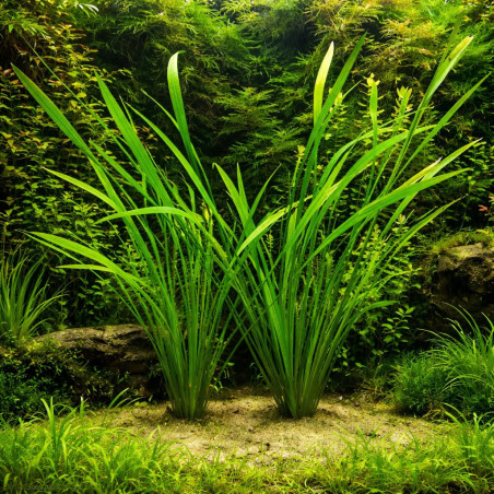 Echinodorus decumbens – Grande plante verte pour aquarium