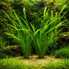 Echinodorus decumbens – Grande plante verte pour aquarium