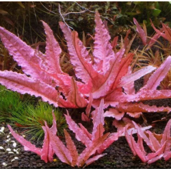 Cryptocoryne flamingo – Plante aquatique aux couleurs uniques