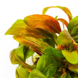 Lysimachia parvifolia Red – In Vitro | Plante rouge fine pour aquarium