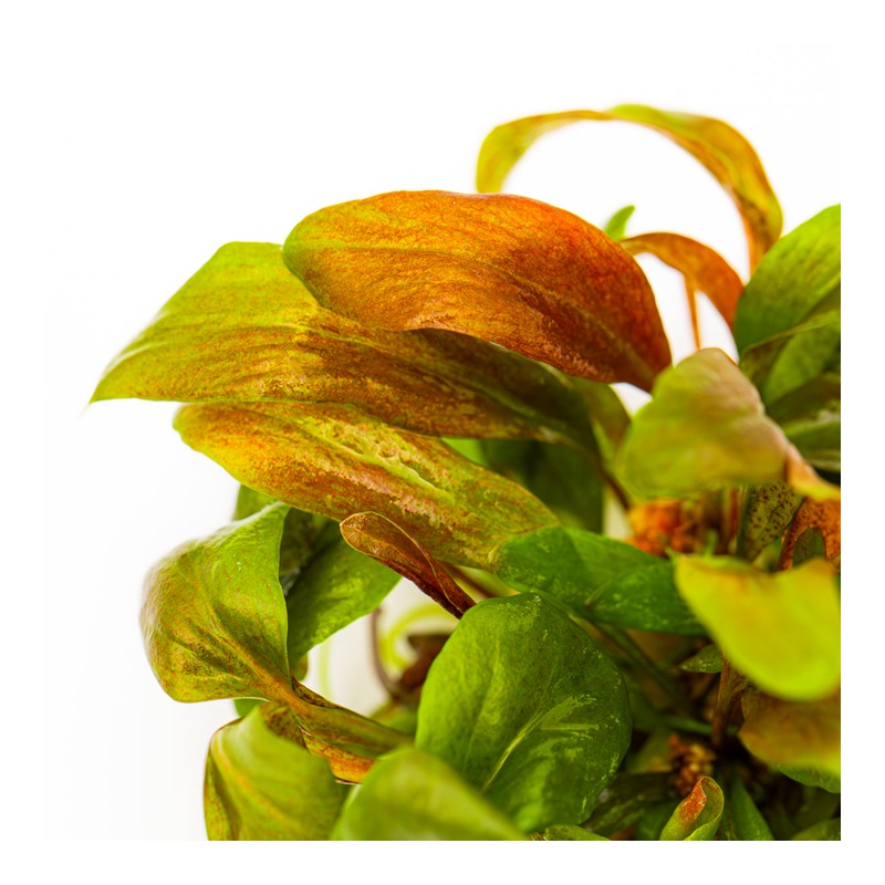 Lysimachia parvifolia Red – In Vitro | Plante rouge fine pour aquarium