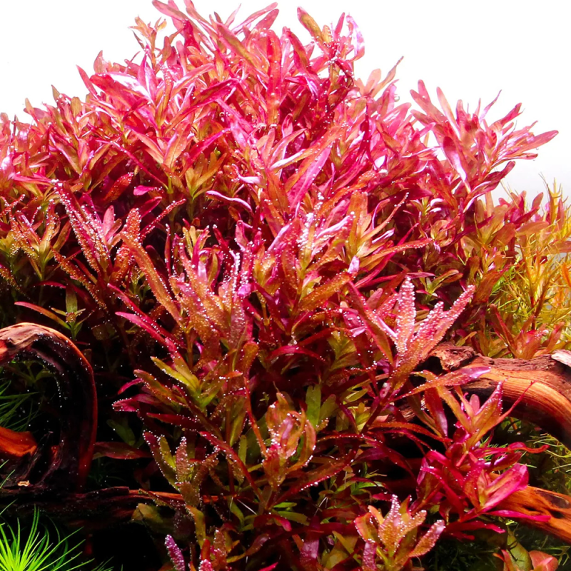 Rotala blood-red