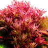 Rotala blood-red