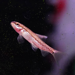 Tuberoschistura arakanensis – Loche naine rosée pour nano-aquarium