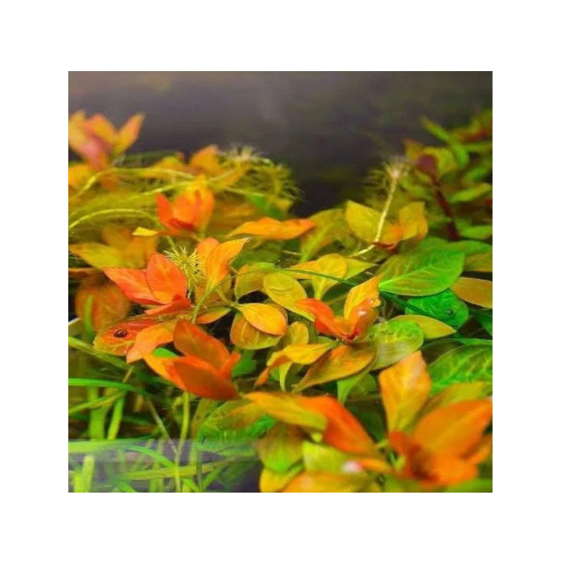 Ludwigia ovalis – Plante bronze orangé pour aquarium | Flore-Aquatique
