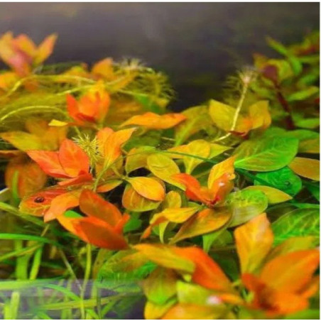 Ludwigia ovalis – Plante bronze orangé pour aquarium | Flore-Aquatique