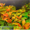 Ludwigia ovalis – Plante bronze orangé pour aquarium | Flore-Aquatique