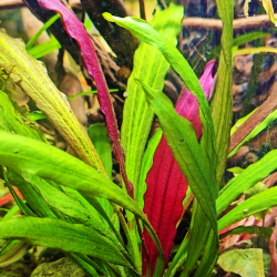 Echinodorus Aurore Boréale – Hybride exclusif d’exception