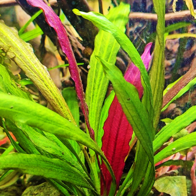 Echinodorus Aurore Boréale – Hybride exclusif d’exception