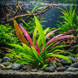 Echinodorus Aurore Boréale – Hybride exclusif d’exception