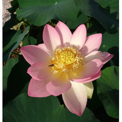 Nelumbo nucifera – Lotus sacré géant en racine nue | Flore-Aquatique